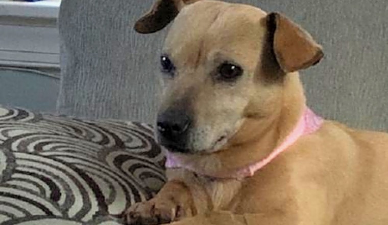 These Charlotte-based canines are up for adoption and in need of a good home