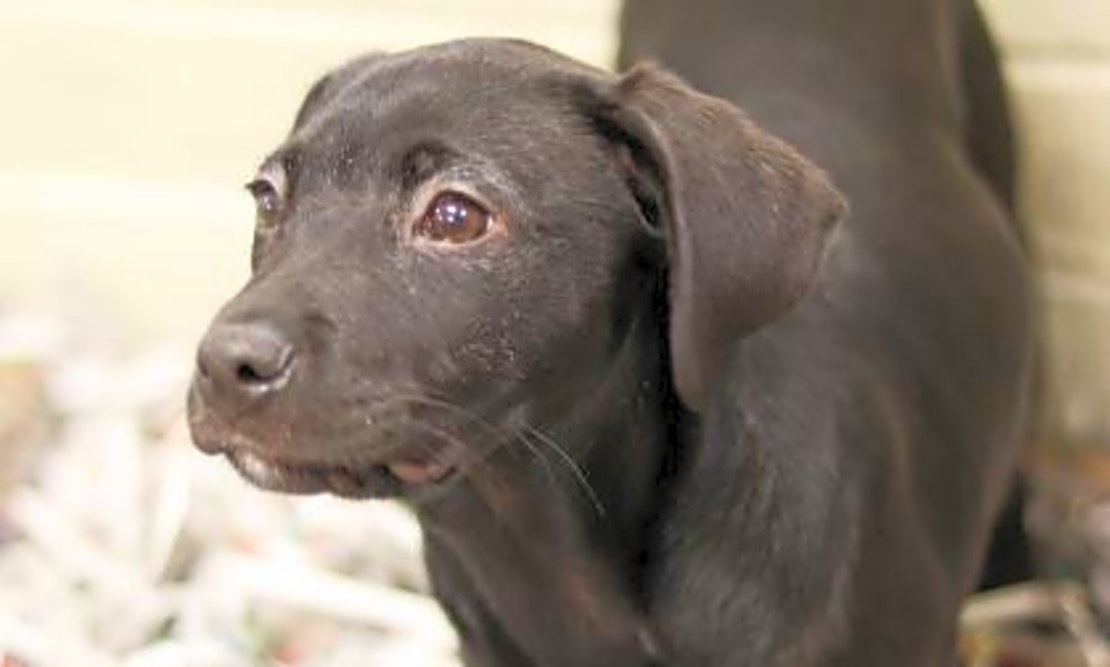 Want to adopt a pet? Here are 4 perfect puppies to adopt now in Atlanta