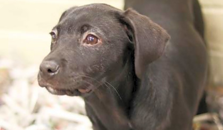 Want to adopt a pet? Here are 4 perfect puppies to adopt now in Atlanta