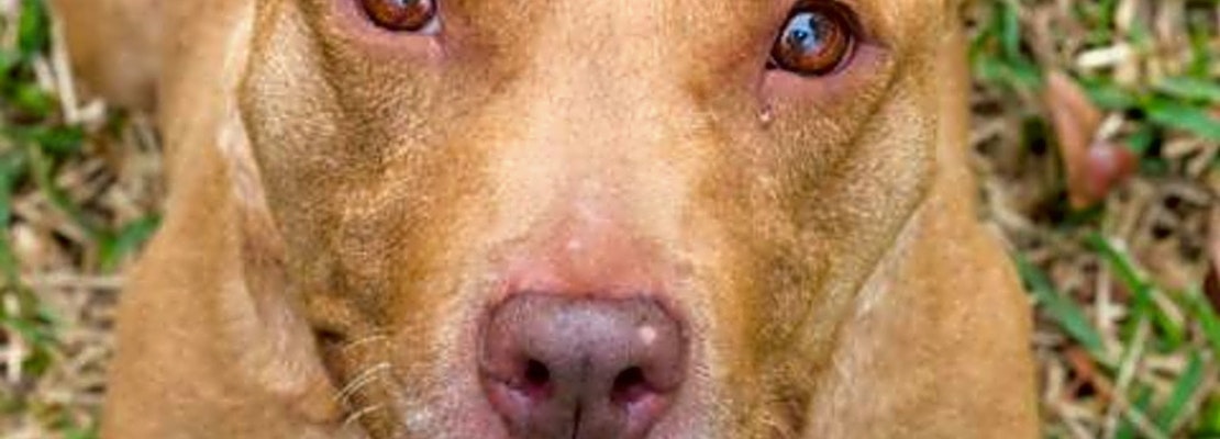 Want to adopt a pet? Here are 6 cuddly canines to adopt now in Jacksonville