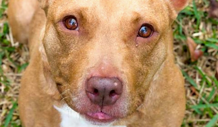 Want to adopt a pet? Here are 6 cuddly canines to adopt now in Jacksonville