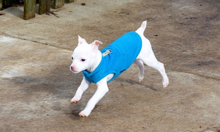 These Indianapolis-based puppies are up for adoption and in need of a good home