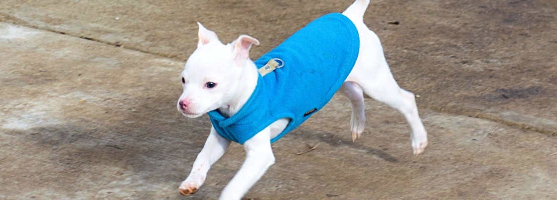 These Indianapolis-based puppies are up for adoption and in need of a good home