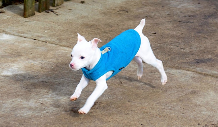 These Indianapolis-based puppies are up for adoption and in need of a good home