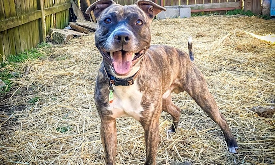 These Nashville-based pups are up for adoption and in need of a good home