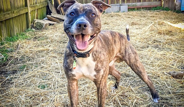 These Nashville-based pups are up for adoption and in need of a good home