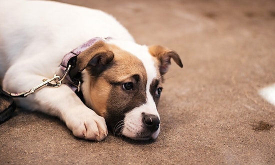 Want to adopt a pet? Here are 5 adorable pups to adopt now in Minneapolis