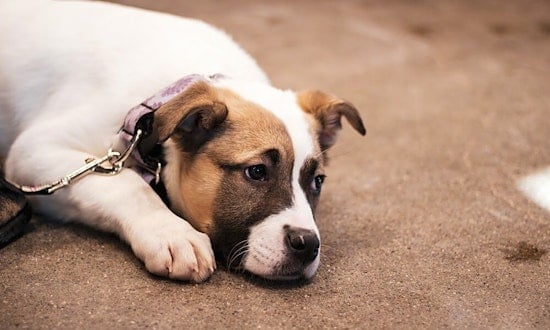Want to adopt a pet? Here are 5 adorable pups to adopt now in Minneapolis