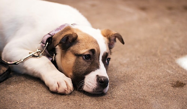 Want to adopt a pet? Here are 5 adorable pups to adopt now in Minneapolis