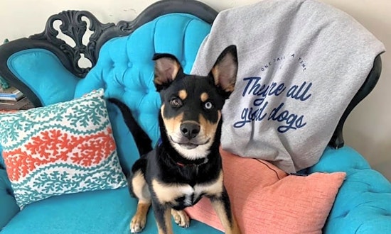 3 adorable pups to adopt now in Chicago