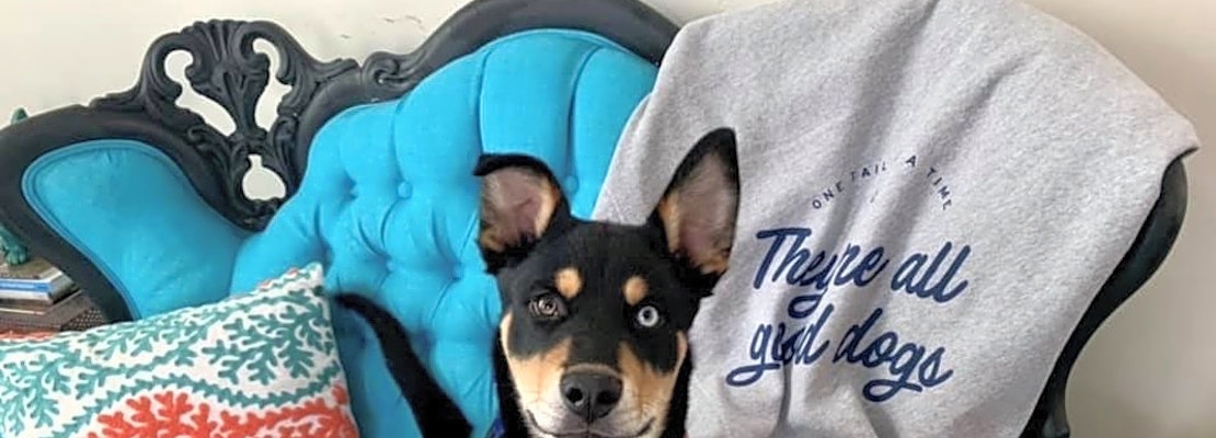 3 adorable pups to adopt now in Chicago