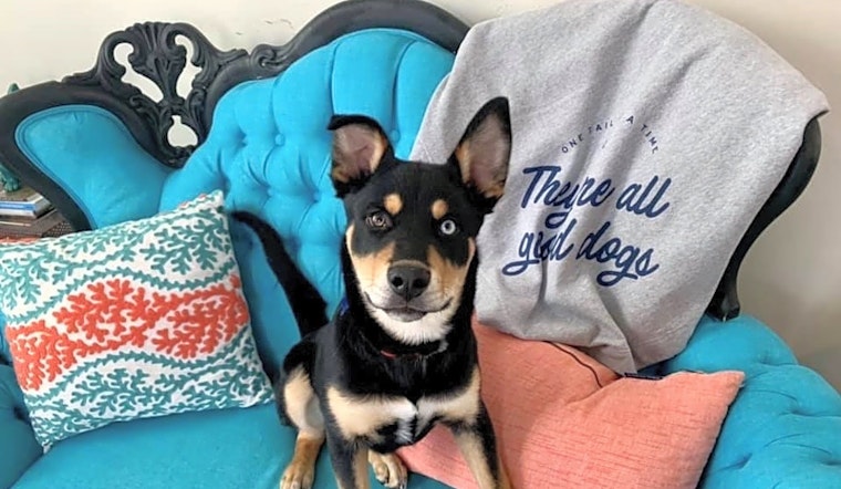 3 adorable pups to adopt now in Chicago
