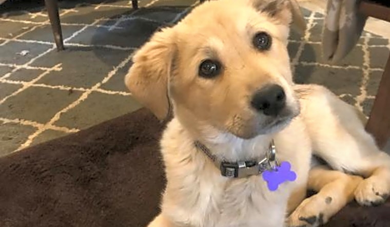 These St. Louis-based puppies are up for adoption and in need of a good home
