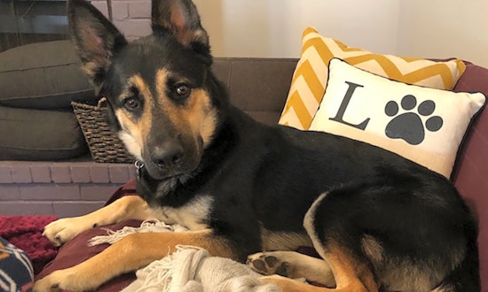 4 cuddly canines to adopt now in Houston