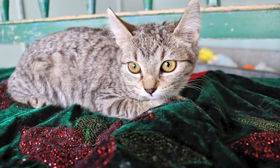 Looking to adopt a pet? Here are 7 cute-as-can-be kittens to adopt now in San Antonio