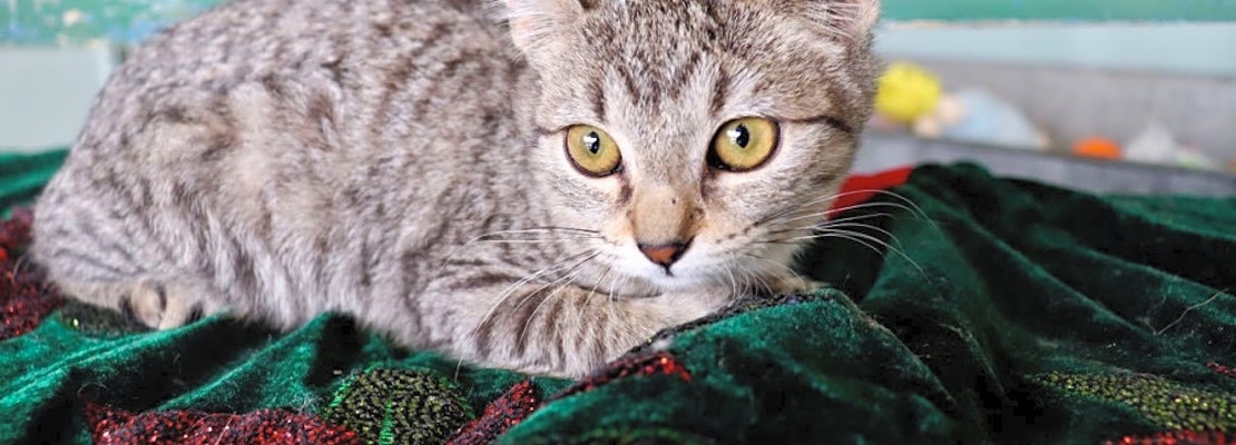 Looking to adopt a pet? Here are 7 cute-as-can-be kittens to adopt now in San Antonio