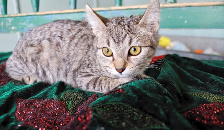 Looking to adopt a pet? Here are 7 cute-as-can-be kittens to adopt now in San Antonio