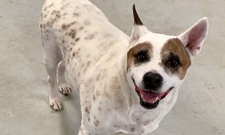 Always wanted a pet? Here are 7 delightful dogs to adopt now in Fort Worth