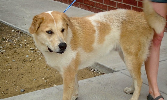 5 cuddly dogs to adopt now in Plano