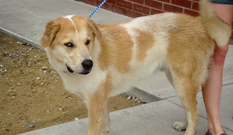 5 cuddly dogs to adopt now in Plano