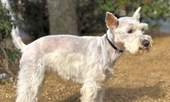 Looking to adopt a pet? Here are 7 cuddly canines to adopt now in Austin