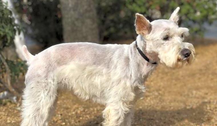 Looking to adopt a pet? Here are 7 cuddly canines to adopt now in Austin