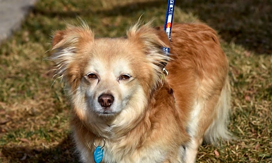 These Denver-based dogs are up for adoption and in need of good homes