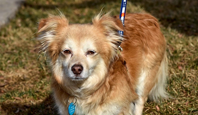 These Denver-based dogs are up for adoption and in need of good homes