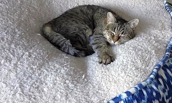 3 furry felines to adopt now in Aurora