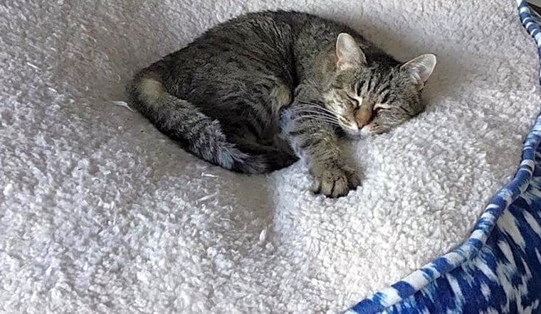 3 furry felines to adopt now in Aurora