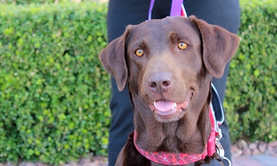 These Las Vegas-based canines are up for adoption and in need of a good home