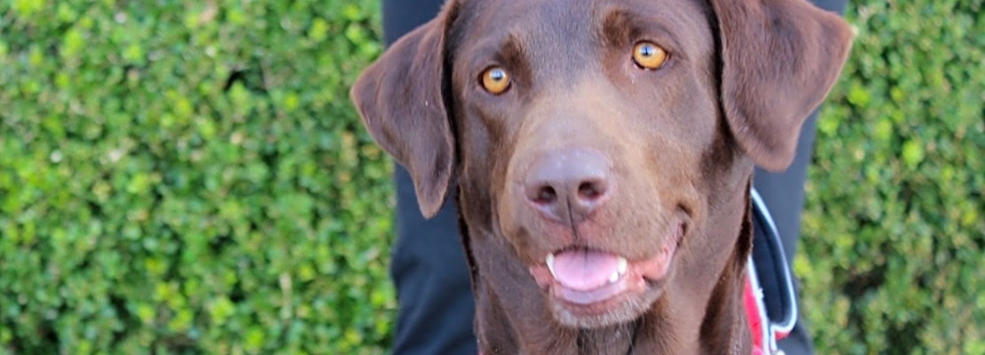 These Las Vegas-based canines are up for adoption and in need of a good home
