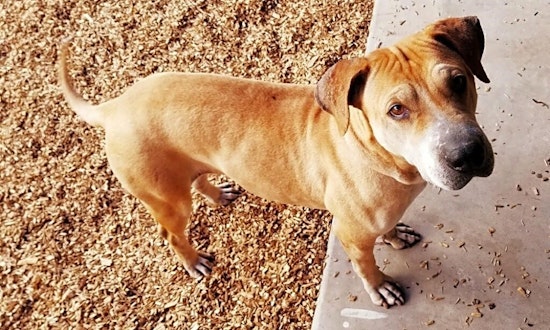 These Phoenix-based dogs are up for adoption and in need of a good home