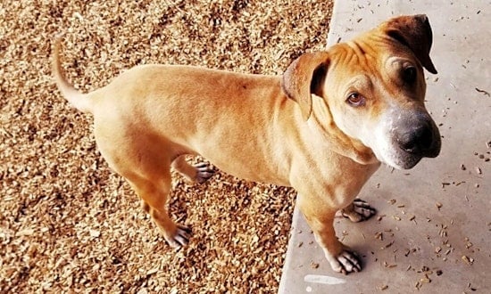 These Phoenix-based dogs are up for adoption and in need of a good home