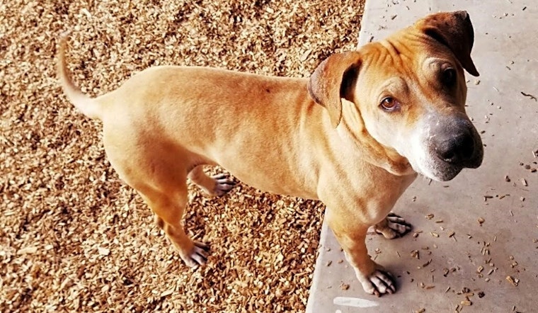 These Phoenix-based dogs are up for adoption and in need of a good home