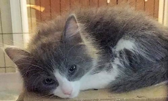 3 furry felines to adopt now in Mesa
