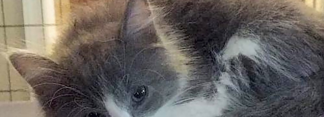 3 furry felines to adopt now in Mesa