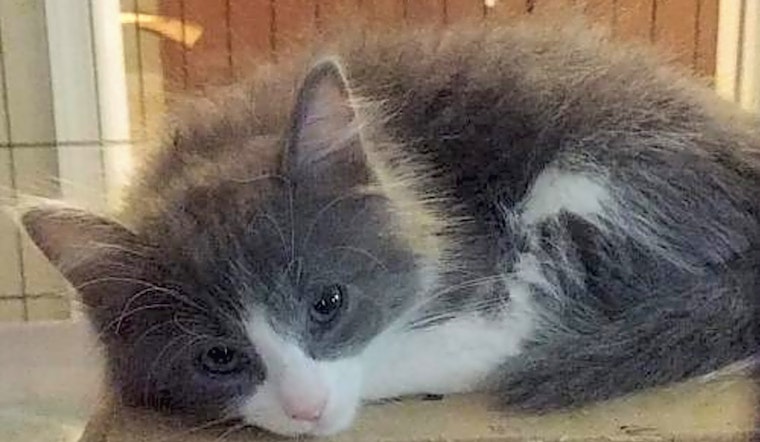 3 furry felines to adopt now in Mesa