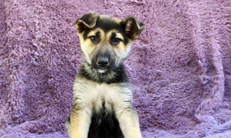 Looking to adopt a pet? Here are 6 delightful doggies to adopt now in Los Angeles