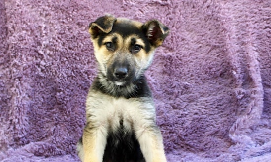 Looking to adopt a pet? Here are 6 delightful doggies to adopt now in Los Angeles
