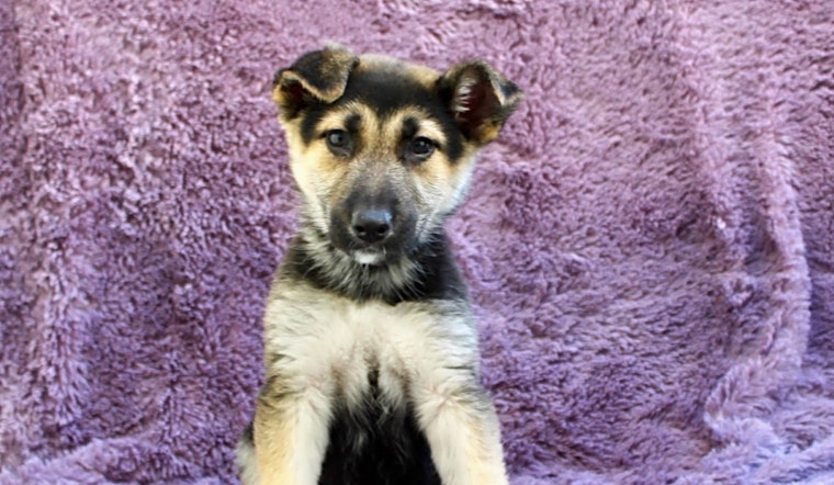 Looking to adopt a pet? Here are 6 delightful doggies to adopt now in Los Angeles