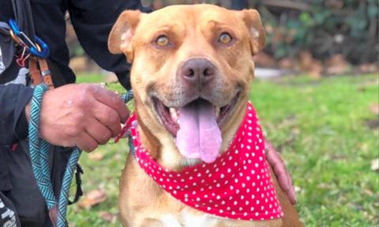 Want to adopt a pet? Here are 4 delightful doggies to adopt now in Long Beach