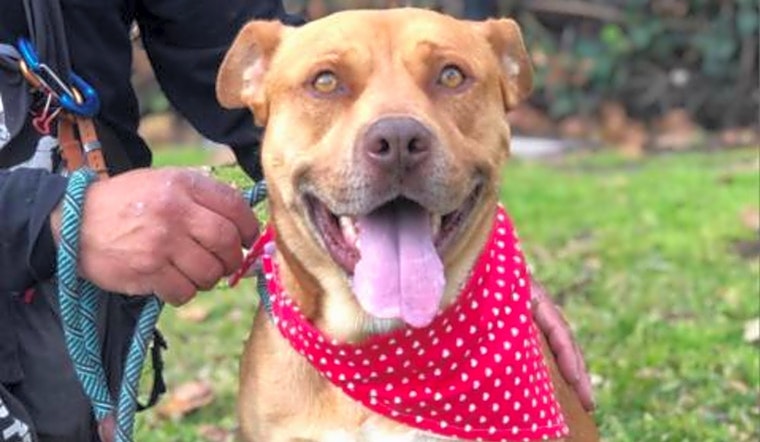 Want to adopt a pet? Here are 4 delightful doggies to adopt now in Long Beach