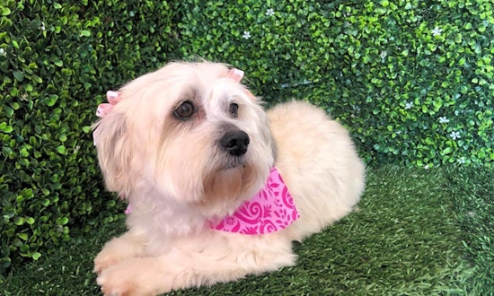 Looking to adopt a pet? Here are 5 delightful doggies to adopt now in San Francisco
