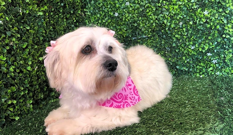 Looking to adopt a pet? Here are 5 delightful doggies to adopt now in San Francisco