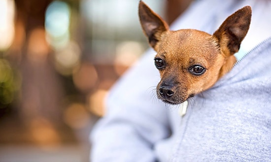 3 delightful doggies to adopt now in Oakland