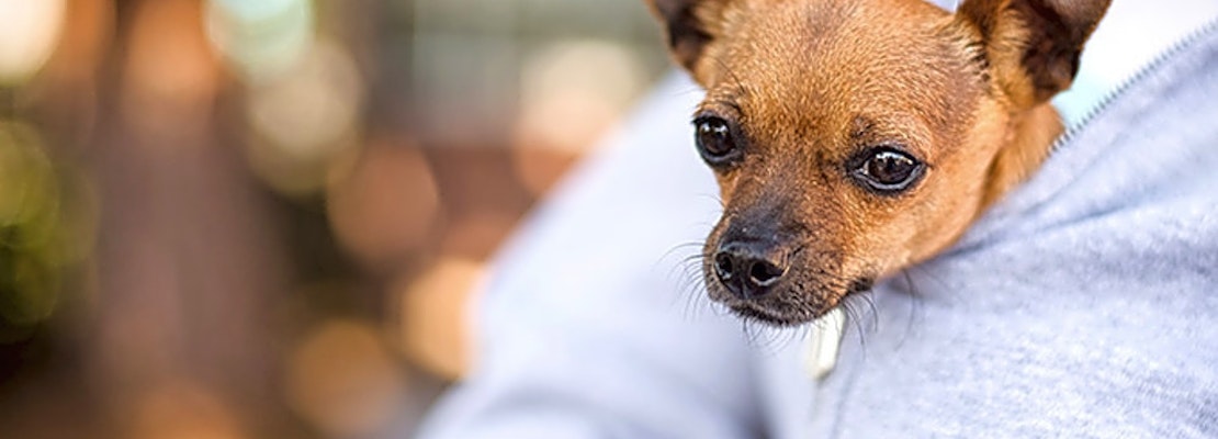3 delightful doggies to adopt now in Oakland