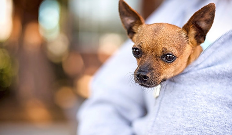 3 delightful doggies to adopt now in Oakland