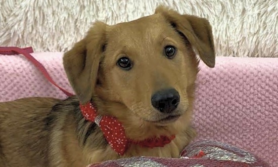 These San Jose-based puppies are up for adoption and in need of a good home