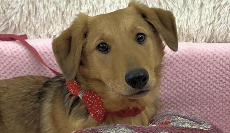 These San Jose-based puppies are up for adoption and in need of a good home